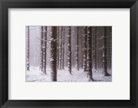 Framed Red Woods