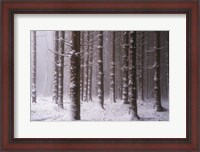 Framed Red Woods