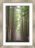Framed Foggy Road