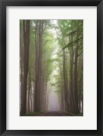 Framed Foggy Road