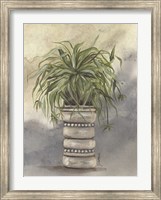Framed Spider Plant in Pottery