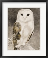 Framed Snowy Owl 1