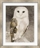 Framed Snowy Owl 1