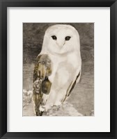 Snowy Owl 1 Framed Print