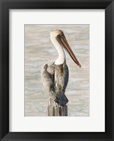 Framed Brown Pelican 1