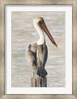 Framed Brown Pelican 1