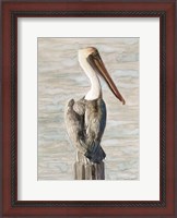 Framed Brown Pelican 1