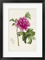 Framed Pretty Pink Botanicals I