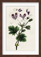 Framed Antique Floral Folio IX