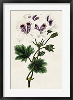 Framed Antique Floral Folio IX