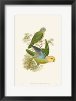 Lime & Cerulean Parrots I Framed Print