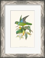 Framed Lime & Cerulean Parrots II