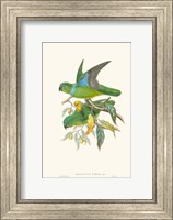 Framed Lime & Cerulean Parrots II