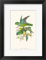 Framed Lime & Cerulean Parrots II