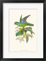 Lime & Cerulean Parrots II Framed Print