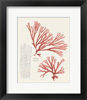 Framed Vintage Coral Study I