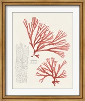 Framed Vintage Coral Study I
