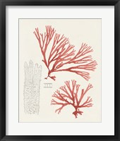 Vintage Coral Study I Framed Print