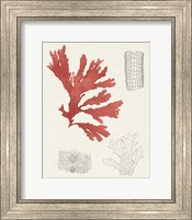 Framed Vintage Coral Study III