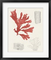 Framed Vintage Coral Study III
