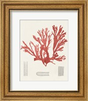 Framed Vintage Coral Study IV