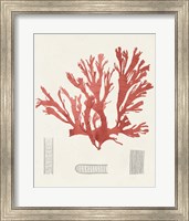 Framed Vintage Coral Study IV