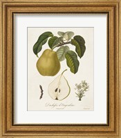 Framed Vintage Pears I