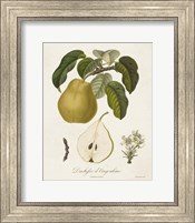 Framed Vintage Pears I