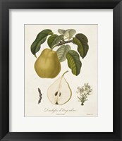 Framed Vintage Pears I