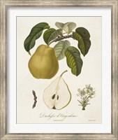 Framed Vintage Pears I