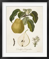 Framed Vintage Pears I