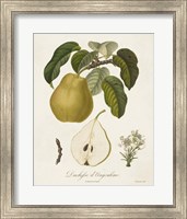 Framed Vintage Pears I