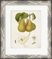 Framed Vintage Pears V