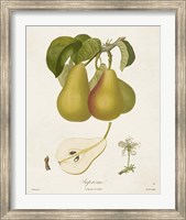 Framed Vintage Pears V