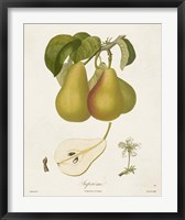 Framed Vintage Pears V