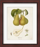 Framed Vintage Pears V