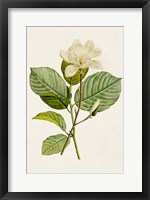 Framed Magnolia Flowers I