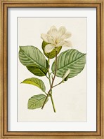 Framed Magnolia Flowers I