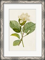 Framed Magnolia Flowers I