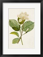 Framed Magnolia Flowers I