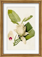 Framed Magnolia Flowers II