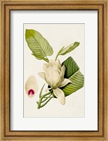 Framed Magnolia Flowers II