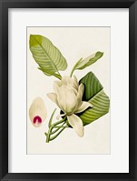 Framed Magnolia Flowers II