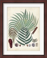 Framed Collected Ferns I