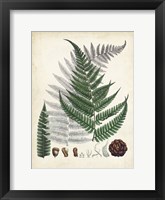Collected Ferns II Framed Print