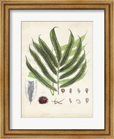Framed Collected Ferns III