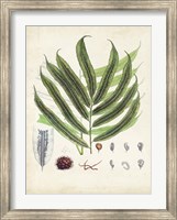 Framed Collected Ferns III