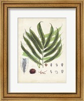 Framed Collected Ferns III