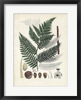 Framed Collected Ferns IV