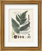 Framed Collected Ferns IV